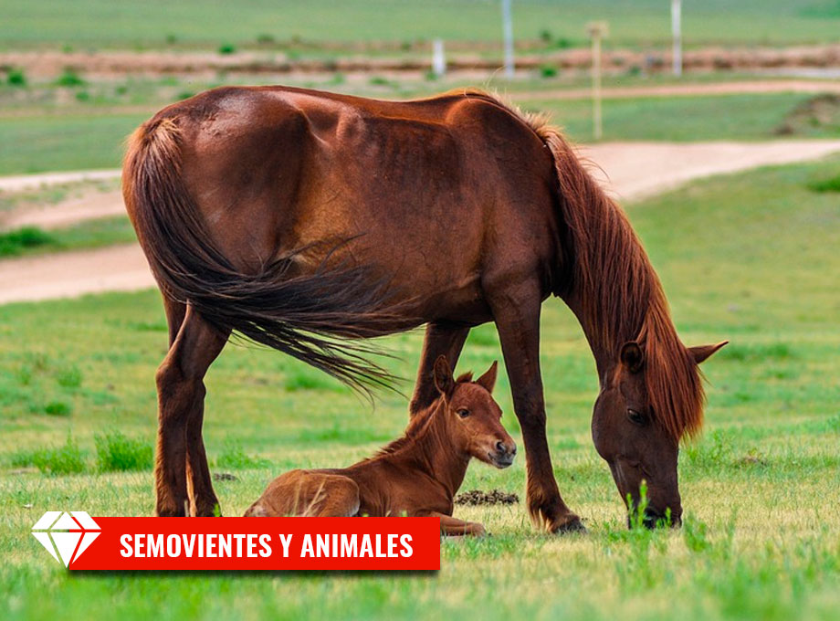 Semovientes-y-Animales